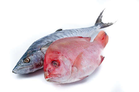 Fresh Mackerel and Red Snapper 