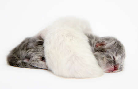 New Born Kitten