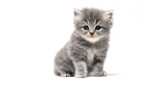 Cute Kitten in White Backgroundの写真素材
