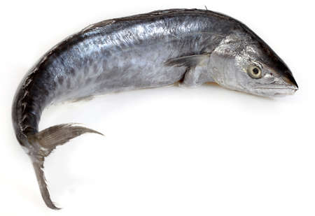 Fresh Mackerel on White Backgroundの写真素材