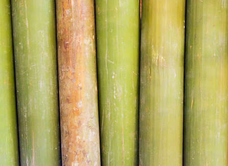Arrangement of Bambooの写真素材