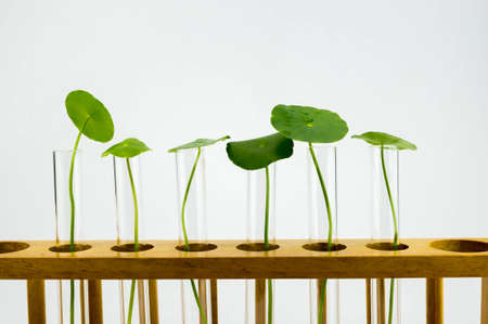 phytochemical, plant based productsの写真素材