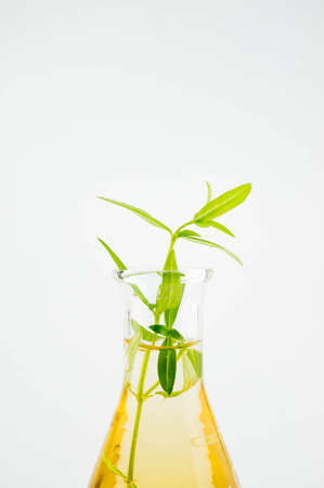 organic lab test, plant baseの写真素材