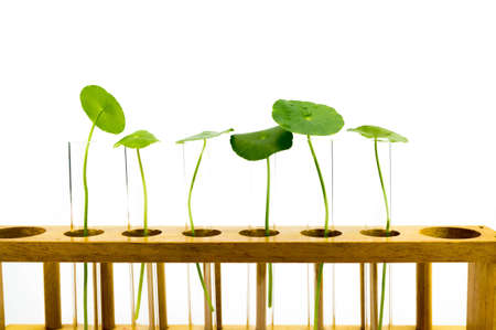 small plants in test tube, same type of plantsの写真素材