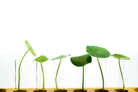 small plants in test tubeの写真素材