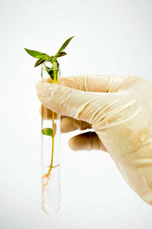 Agriculture concept, Close-up of Hand holding plant in the Test Tubeの写真素材