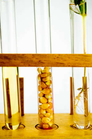 Agriculture concept, Corn generated ethanol bio-fuel with test tubes on white backgroundの写真素材