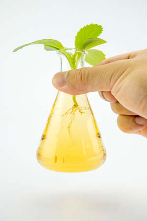 Hand holding test tube with plant in itの写真素材