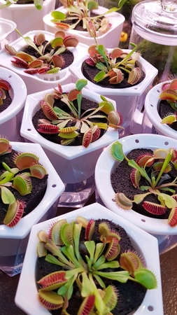 Venus flytrap (Dionaea muscipula), carnivorous plant