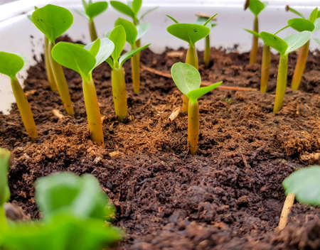 Young green plant growing in the pot