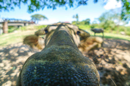 Close-up photo of water buffaloes at a grass field in rural Malaysia.