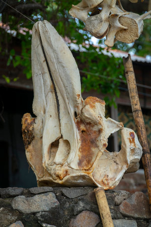 Skeleton from sperm whale at Lamalera, Nusa Tenggara, Indonesia. Lamalera is home of the Traditional Whale Hunting peopleの写真素材