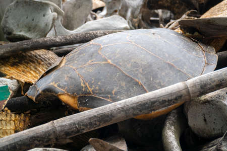 Remaining of turtle shell at Lamalera, Nusa Tenggara, Indonesia. Lamalera is home of the Traditional...
