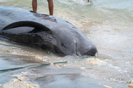 LAMALERA, NUSA TENGGARA, INDONESIA - DEC 13, 2018: Close-up of captured pilot whale at the beach in Lamalera, Indonesiaのeditorial素材