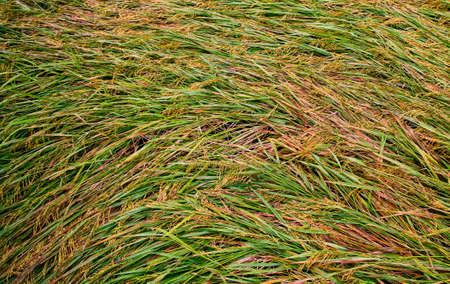 broken paddyの写真素材