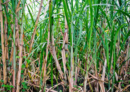 sugar cane plantation close upの写真素材