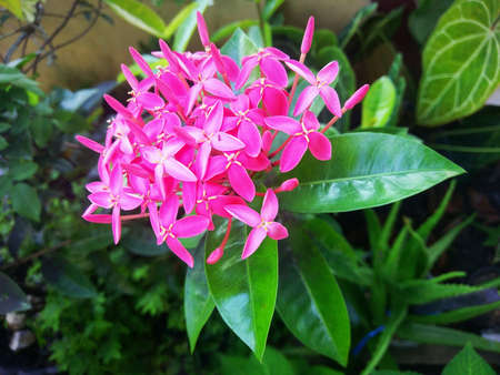 Pink Asoka Flowers (Bunga Asoka Merah Muda)
