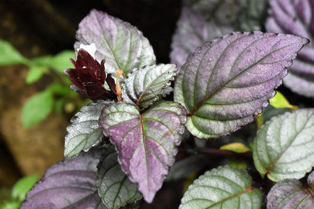 photo of purple ornamental plants in the garden