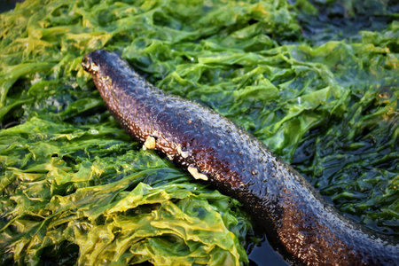 Photo of sea cucumber on the beach