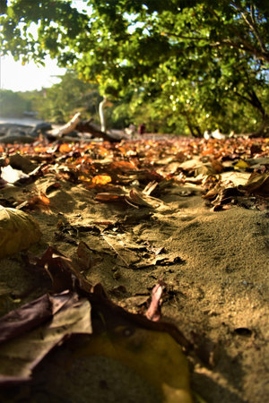 dry leaves on the beach sand as background