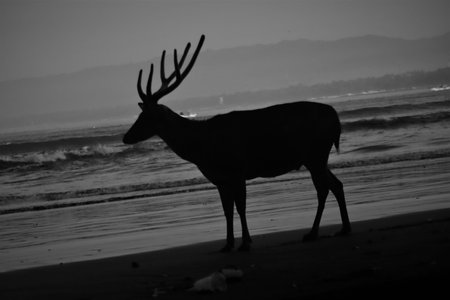 Silhouette of a deer on the beach in black and whiteの写真素材