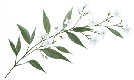White flowers, green leaves, branch, isolated, nature, design element, botanical illustration, springの素材
