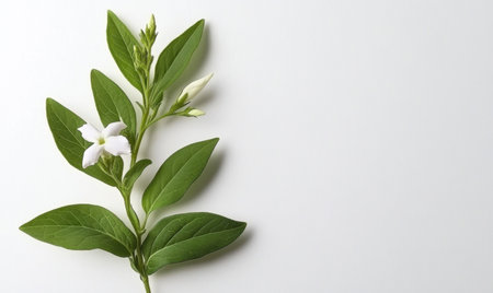 White jasmine flower sprig, leaves, buds, minimalist background,  greeting card designの素材