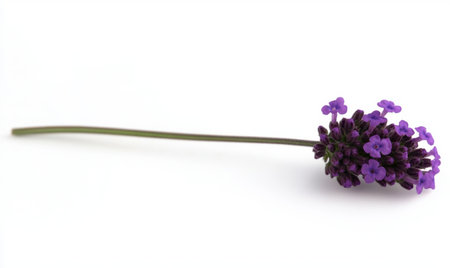 Single lavender sprig, white background, floral aroma, nature photography, for perfume adsの素材