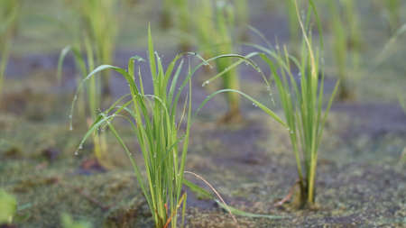 Small rice plants that live in the farmers' fields