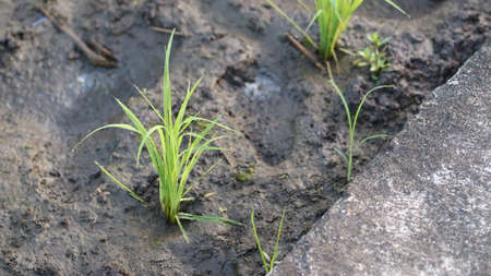 Small rice plants that live in the farmers' fields