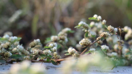 white vines that have small leaves look beautiful