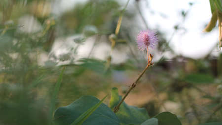 The shy princess flower that is blooming in the morning