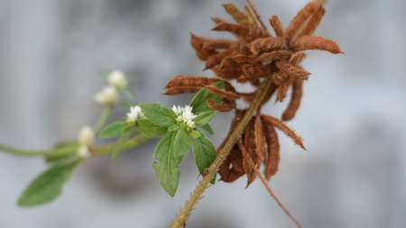 Indonesian flowers that are drying and some are still fresh