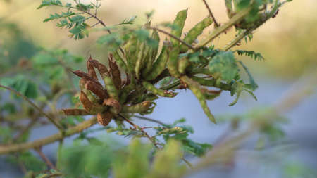 Indonesian flowers that are drying and some are still fresh