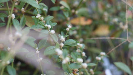 white vines that have small leaves look beautiful