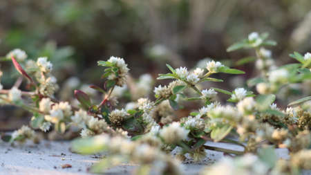 white vines that have small leaves look beautiful