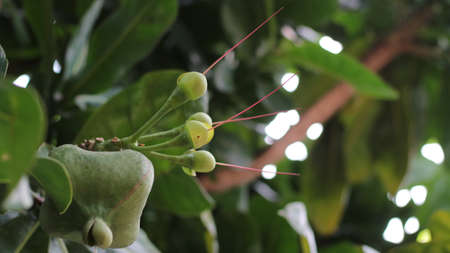 The big, lush and green tree has a very beautiful flower shape
