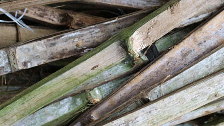A pile of unused bamboo due to age