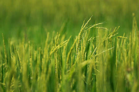 Rice field with blur background.の写真素材