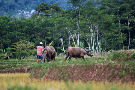traditional farmersのeditorial素材