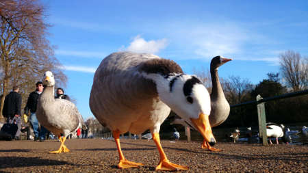 A duck walking in a park in London のeditorial素材