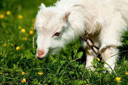 White little goat eating grass in bright simmer dayの写真素材