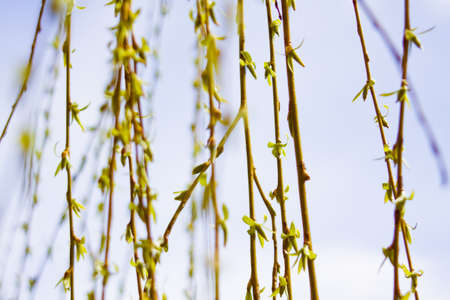 The first spring gentle leaves, buds and branches macro background