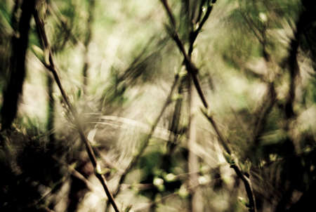 Abstract stylized photo of the first spring gentle leaves, buds and branches macro background