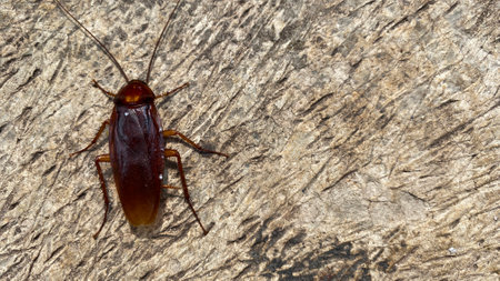Cockroach on the floor