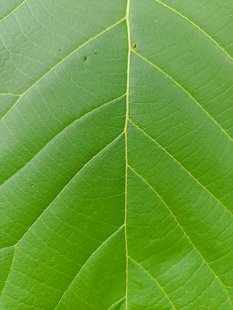 Leaf vein with green color in close up