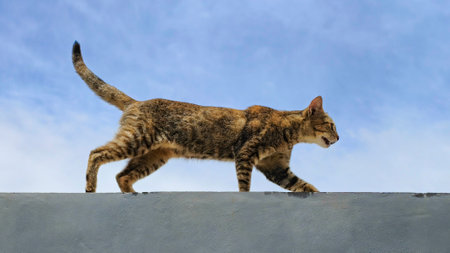 Cat walking along the fence against blue skyの写真素材
