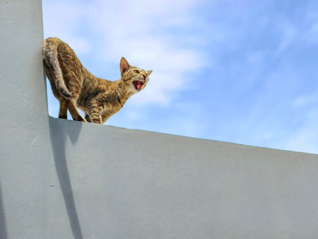 Cat walking along the fence against blue skyの写真素材