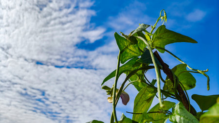 Long beans on the tree against blue skyの写真素材