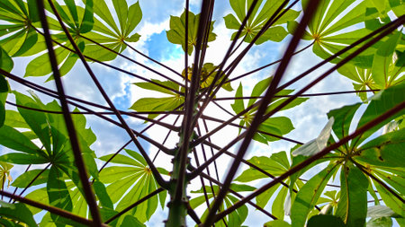 Cassava plant from below with green leaves and thin red stems against blue sky. Tropical agricultural crop, fresh foliage in sunlight, natural organic farming, low angle view.の写真素材